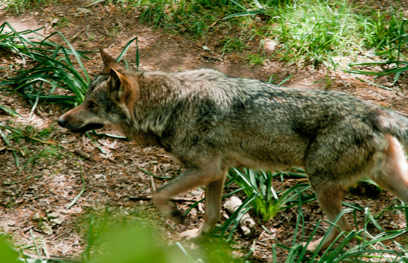 Illustration for article titled Visit Spain, See Wolves